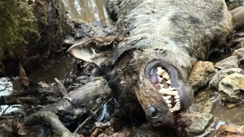 C’est officiel : un loup mort a bien été retrouvé en Ile de France