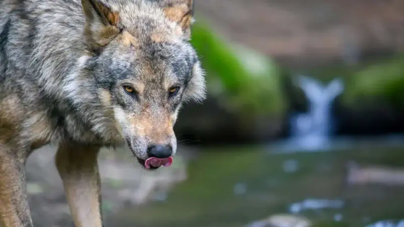 Une fillette de 4 ans attaquée par un loup dans une zone résidentielle