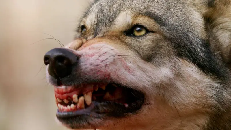 Une petite fille attaquée par un loup dans une réserve naturelle