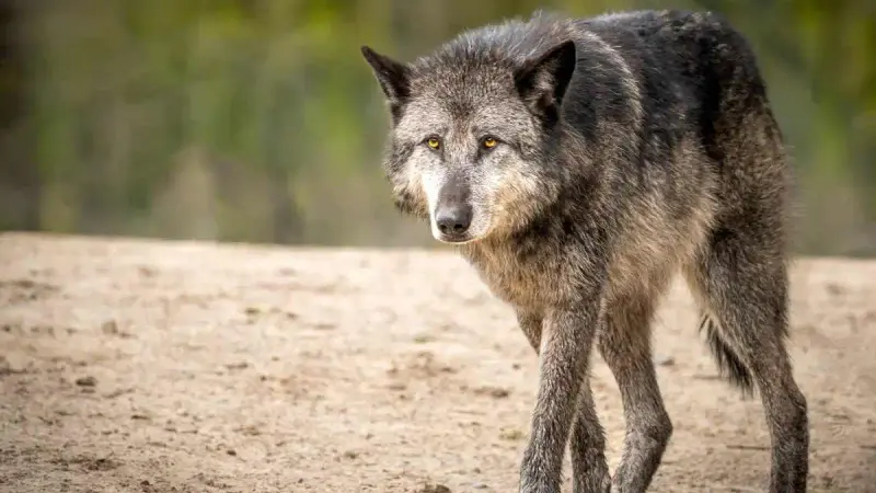 Une fillette de 5 ans attaquée par loup sur une plage