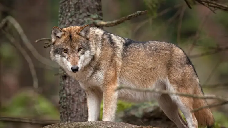 un homme condamné pour avoir tenté d'écraser un loup