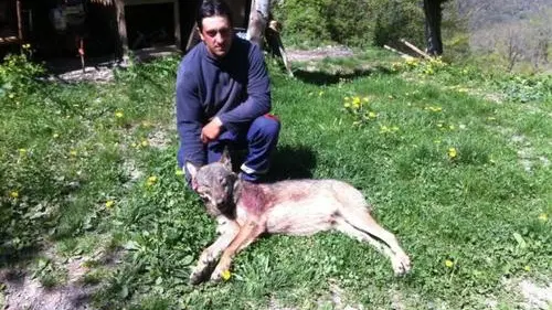 Un loup abattu par un berger