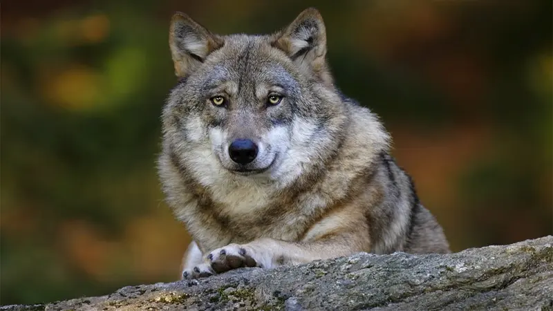 Plus de 500 loups en France