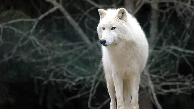 loup-blanc