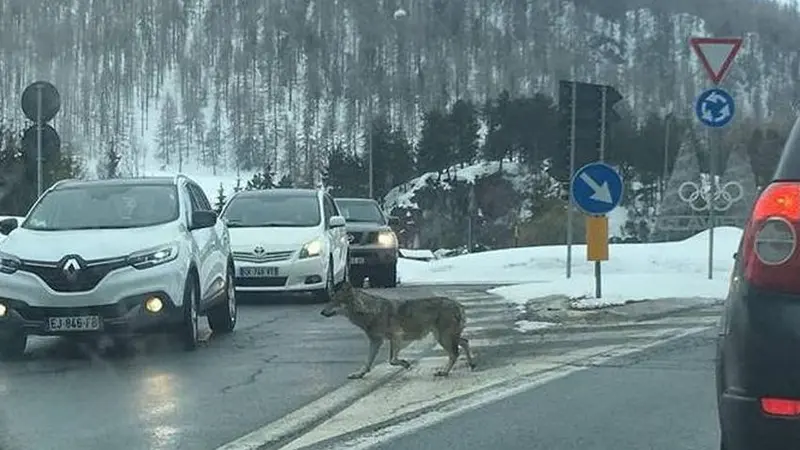 Un loup photographié au milieu d’un rond-point à quelques kilomètres de Briançon