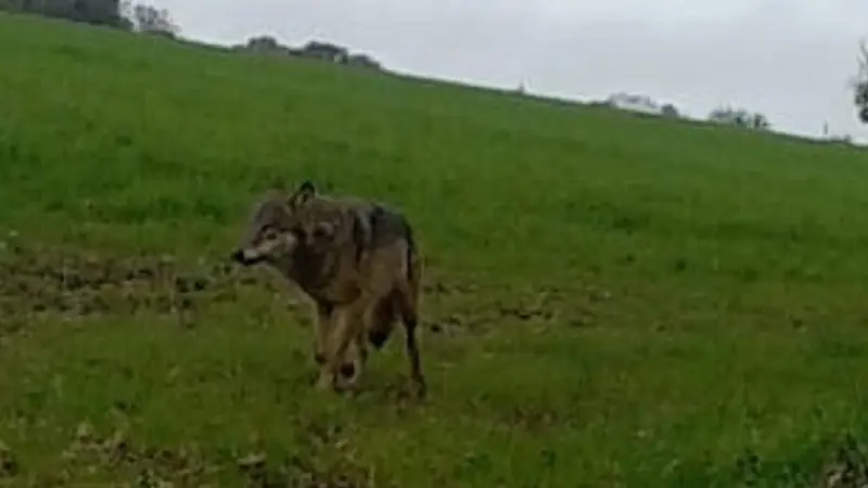 Un loup gris confirmé dans le Calvados