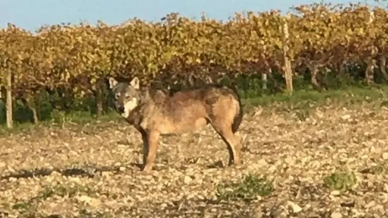 Un loup formellement identifié en Charente-Maritime