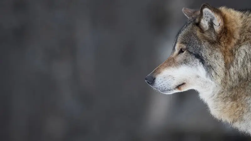 La Suède autorise la chasse de 22 loups
