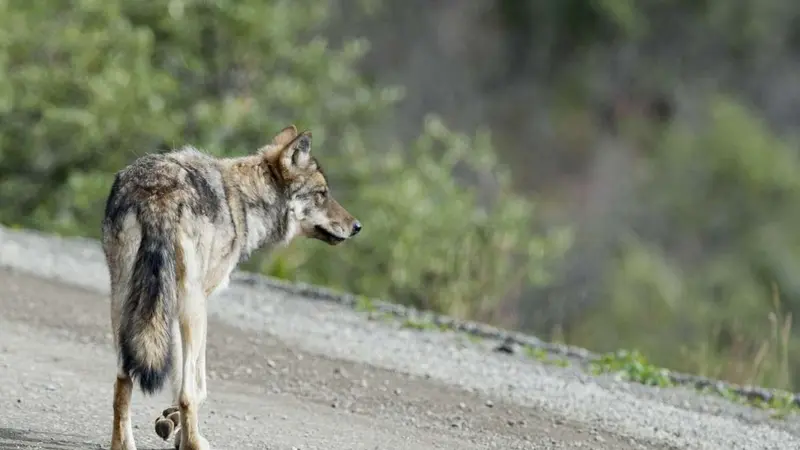 Un loup percuté et tué sur une autoroute
