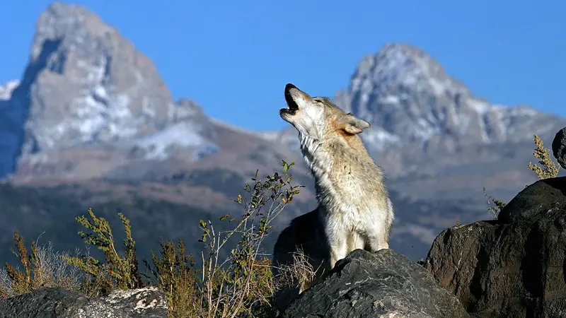 Une association lève 140 000$ contre la réintroduction du loup dans le Colorado
