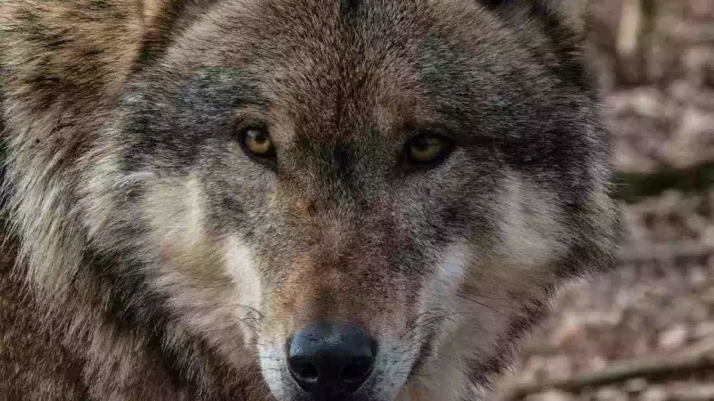 un chasseur attaqué par un loup dans le var