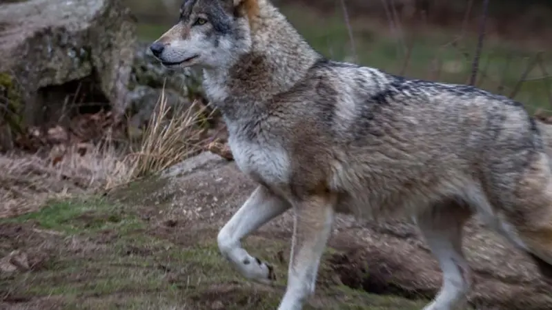 Loup dans le Tarn : Les éleveurs réclament l’autorisation pour les tirs de défense