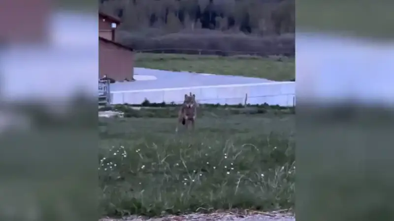 loup dans une ferme du Jura