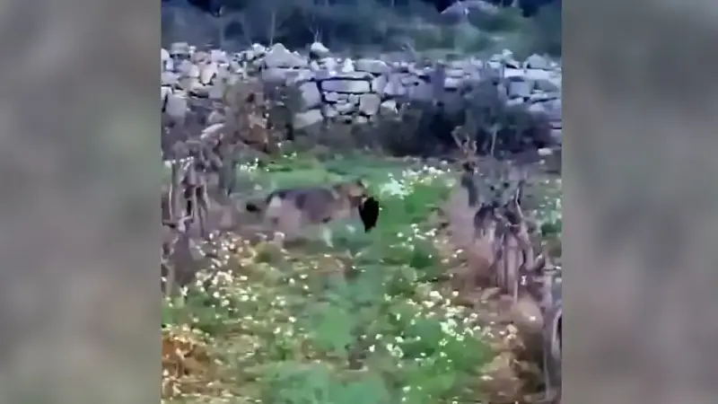 loup emporte un chat