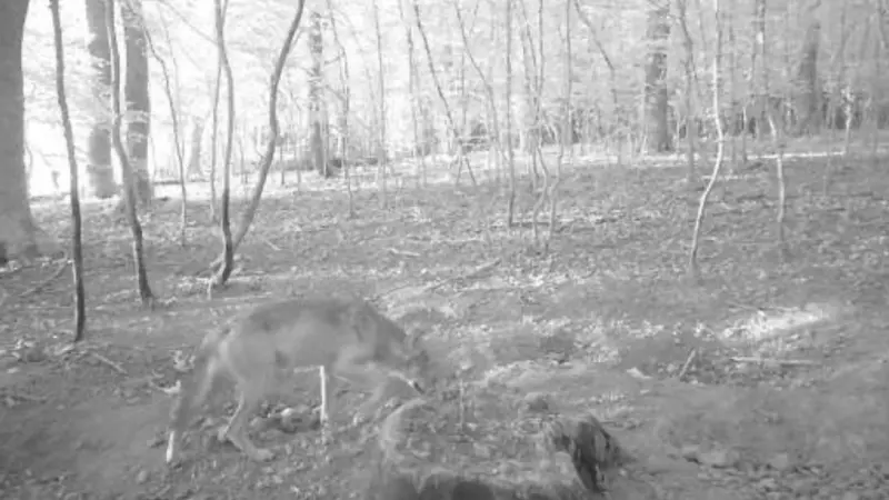 La préfecture de Saône-et-Loire confirme officiellement la présence du loup sur son territoire