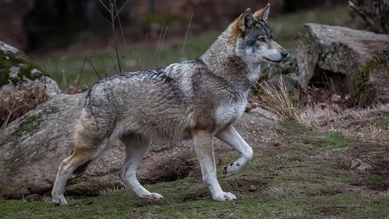 Chasse Passion fait le point sur la situation du loup en France en 2017