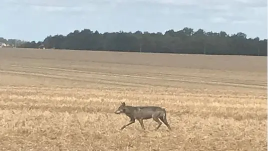 Un loup formellement identifié en Eure-et-Loir