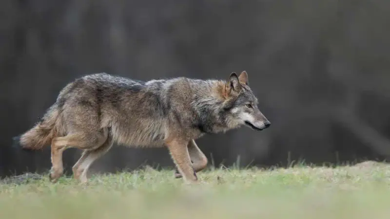 loup