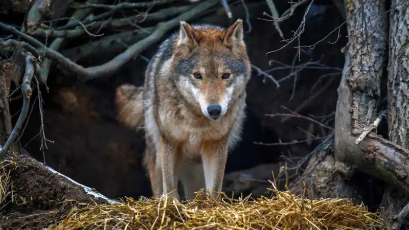 Le Sénat muscle la lutte contre le loup malgré les hurlements de la gauche