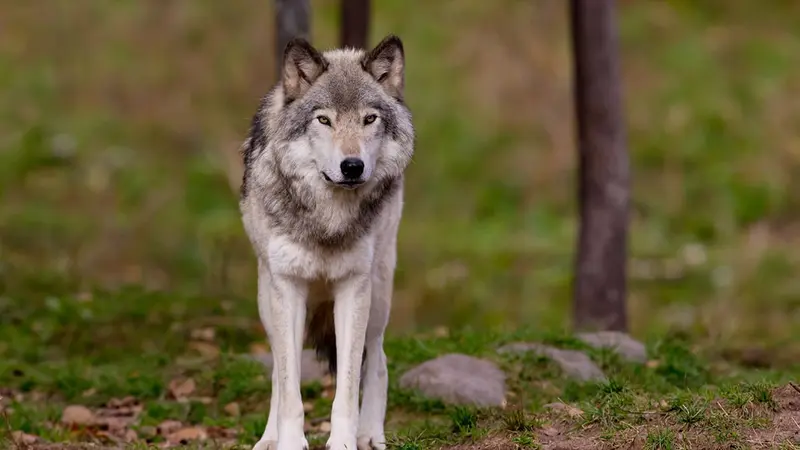 Belgique : un loup tue un chien