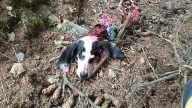 Un loup tue et mange un chien de chasse en Haute-Savoie