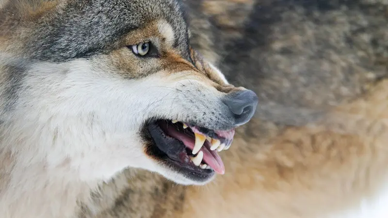 Un loup mord 2 enfants en Pologne