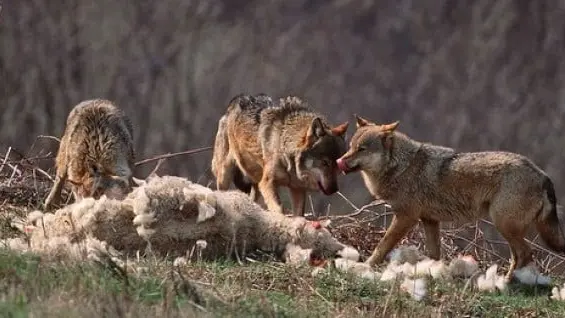 Le loup bientôt déclassé des espèces protégées