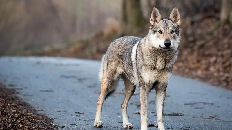Un loup percuté sur l’autoroute A8
