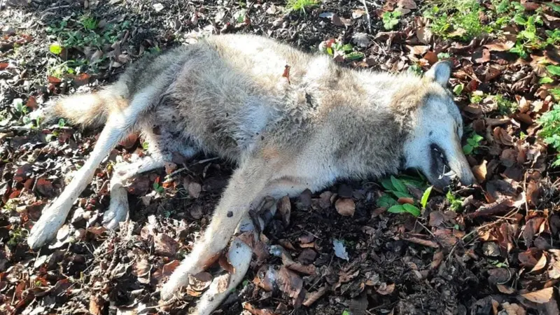 Fontainebleau : l’animal tué était bien un loup, et d’origine rare