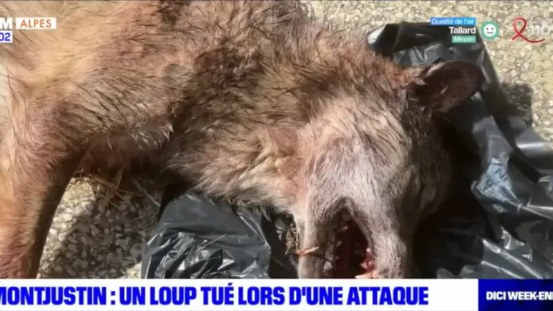 Un loup tué suite à une attaque et amené devant une mairie par les éleveurs excédés dans les Alpes-de-Haute-Provence