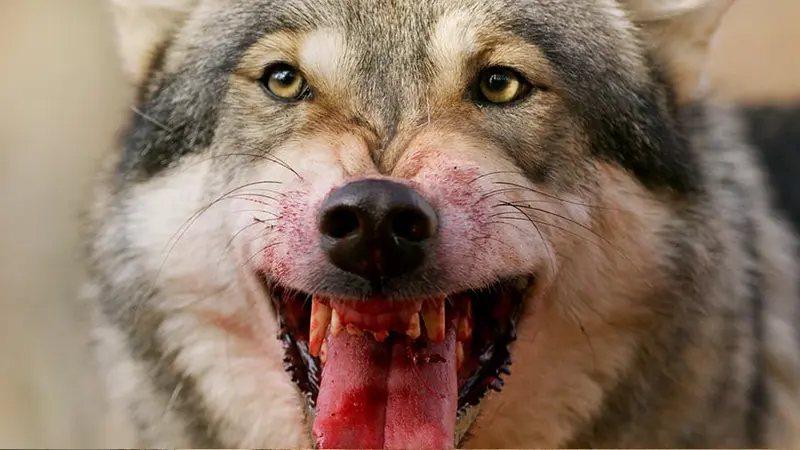 La Suède a lancé la plus grande chasse au loup jamais connue
