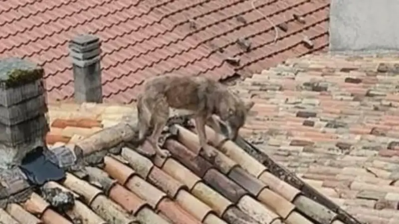 loup sur les toits d'un village en italie