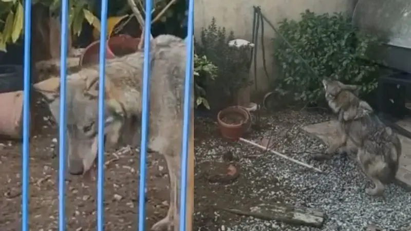 Italie : un loup piégé sur une terrasse