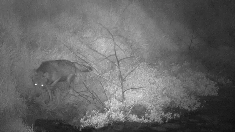 Le loup de retour en Vendée pour la première fois depuis 1 siècle