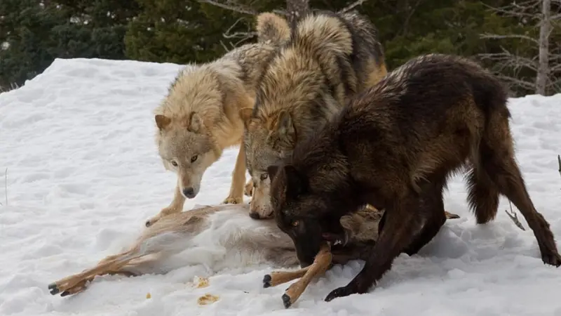 loup