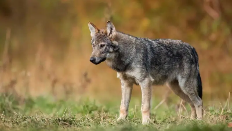 Un chien tenu en laisse emporté par un loup