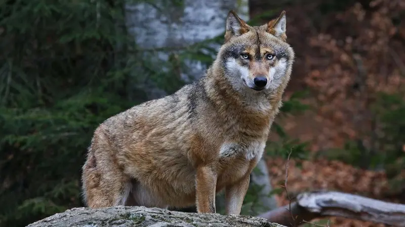 En Suisse, abattre un loup sera désormais plus facile