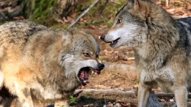 loups-meurthe-moselle