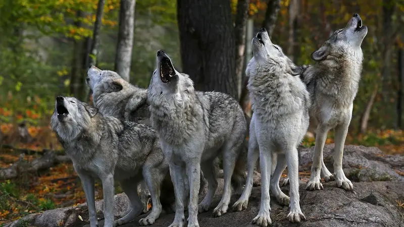 L’Allemagne rouvre la chasse au loup après l’hécatombe dans les troupeaux