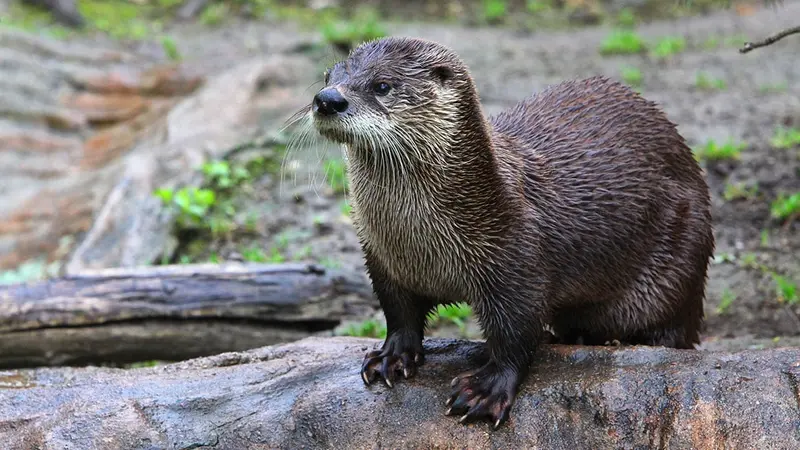 Angleterre : 2 mois de prison ferme pour avoir tué une loutre