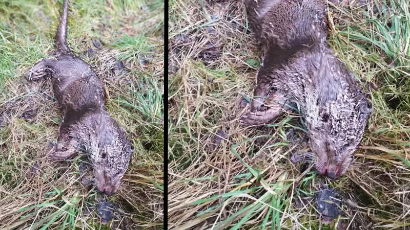 Un animal disparu depuis 50 ans retrouvé en Moselle