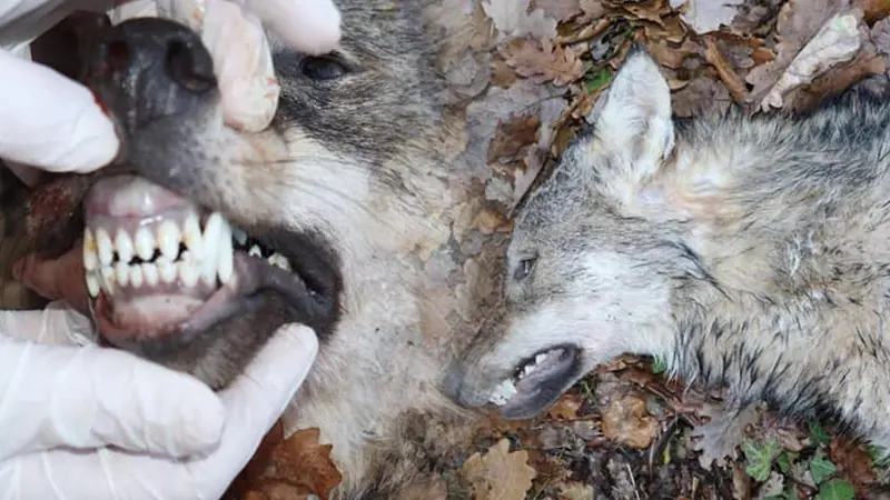 Encore un loup retrouvé mort le long d’une route du Var
