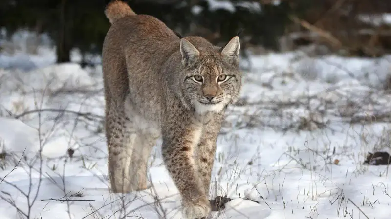 Lynx Suède