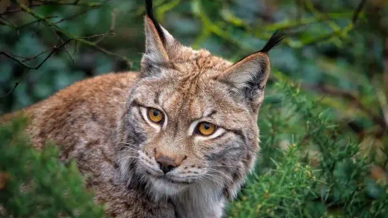 réintroduction de lynx dans le Jura