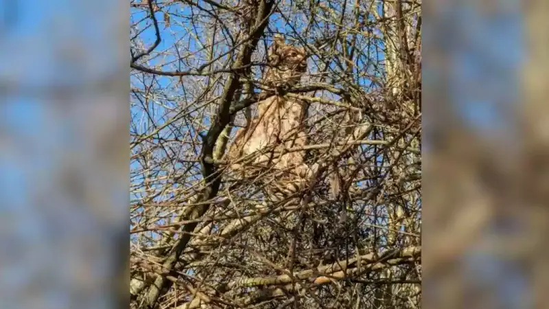 lynx dans les arbres
