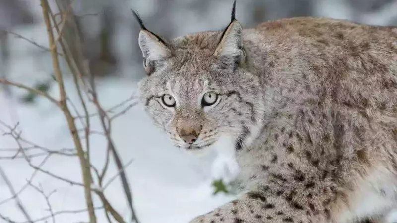 Un lynx mort à la frontière Suisse, c’est forcément la faute des chasseurs