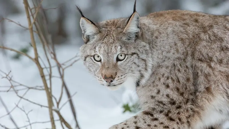 Trop de Lynx dans le Doubs selon l’OFB