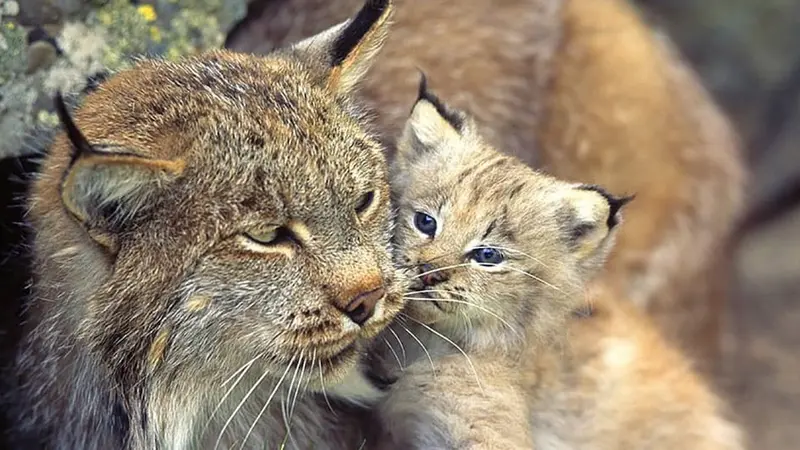 Famille de lynx filmé dans le jura