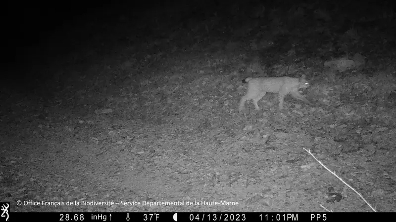 Un lynx observé en Haute-Marne, sa présence a été confirmée par la préfecture