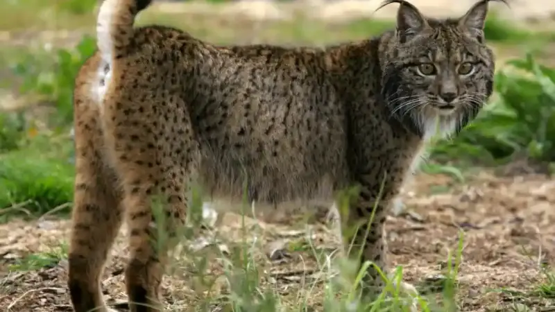 Lynx ibérique
